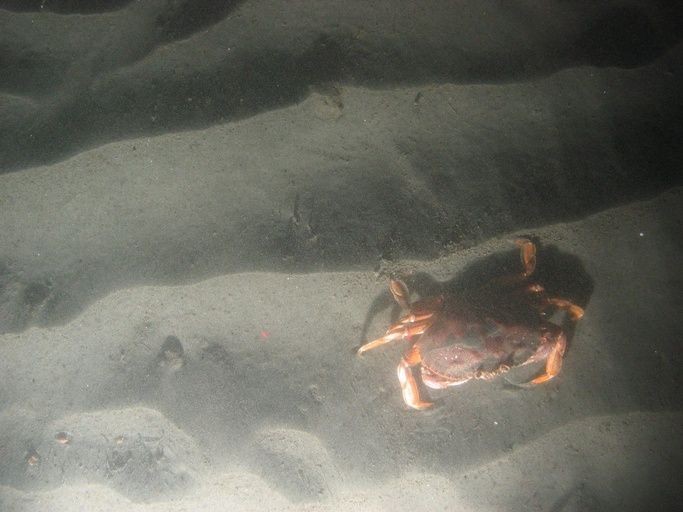 undersea mud and crab